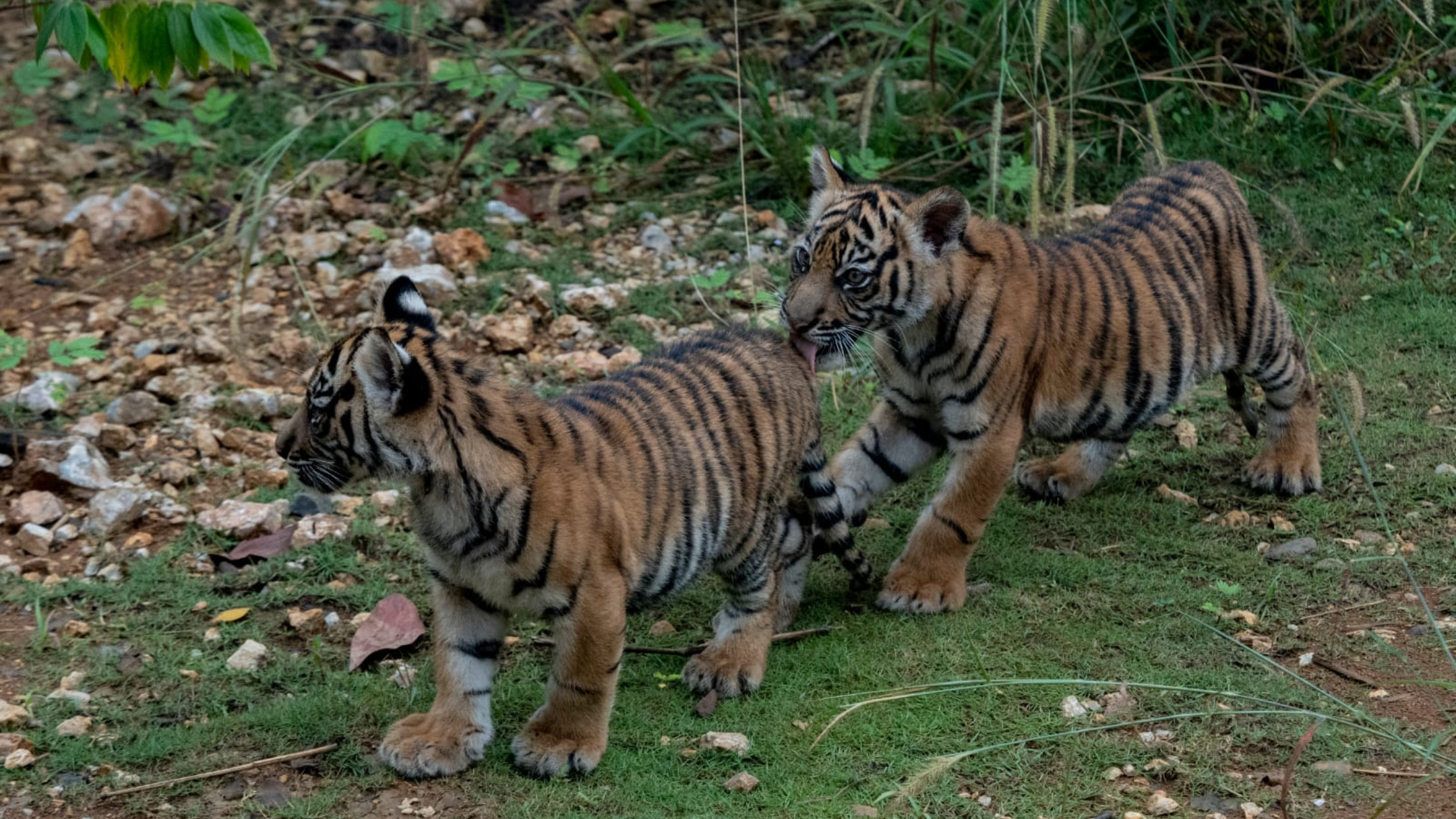 Harimau Sumatera, Surya Manggala dan Citra Kartini