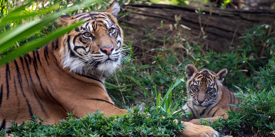 Sumatran-Tiger-Delilah-with-cub