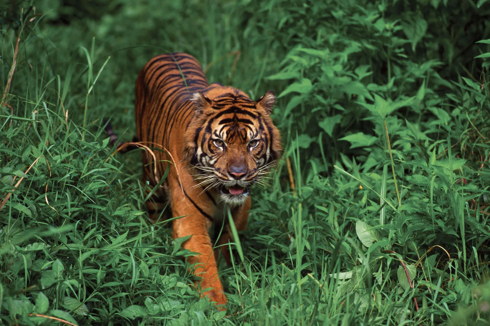 Sumatran-tiger.jpg